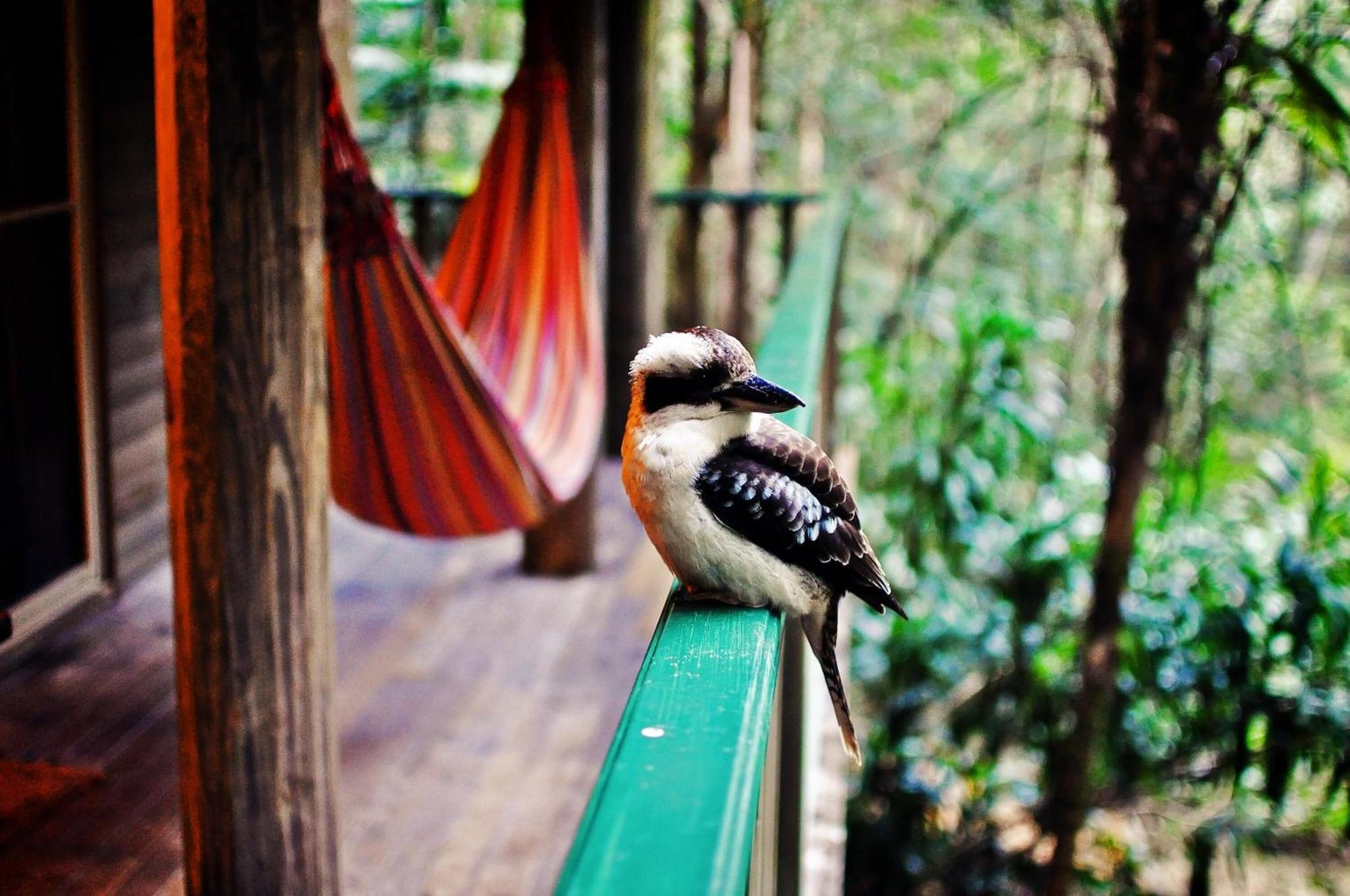 Narrows Escape Rainforest Retreat Montville Kültér fotó