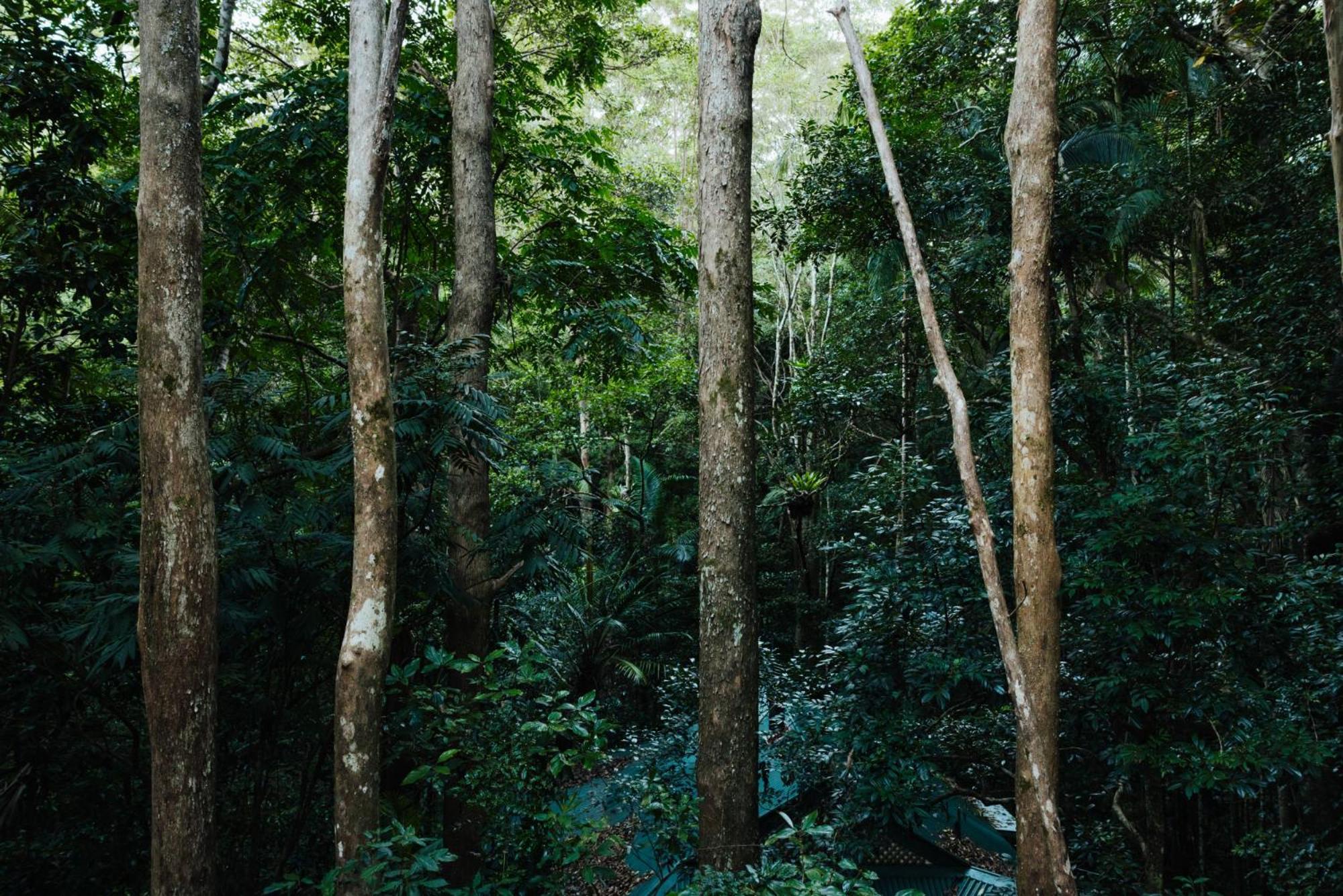 Narrows Escape Rainforest Retreat Montville Kültér fotó